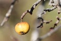 Apple hanging on branch. Overripe apple fruits on a branch in winter Royalty Free Stock Photo