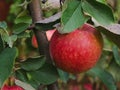 An apple hanging on a branch Royalty Free Stock Photo