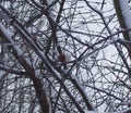 Apple hanging on an Apple, covered with snow. Royalty Free Stock Photo