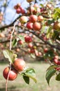 Apple hanging from tree Royalty Free Stock Photo