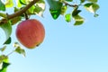 Apple hanging on tree Royalty Free Stock Photo