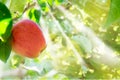 Apple hanging on tree Royalty Free Stock Photo