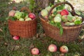 Apple harvest with baskets