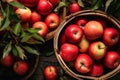 Apple harvest, baskets with red apples. Royalty Free Stock Photo