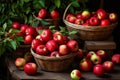 Apple harvest, baskets with red apples. Royalty Free Stock Photo