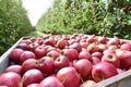 Apple harvest - crates of fresh apples for transport and sale