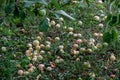 apple harvest on the ground in country house garden Royalty Free Stock Photo