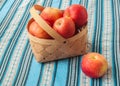 Apple harvest Idared Royalty Free Stock Photo