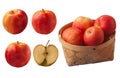 Apple harvest Idared Royalty Free Stock Photo