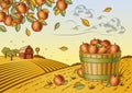 Apple harvest landscape Royalty Free Stock Photo