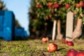 Apple harvest in an orchard. Close up of fallen apples on the ground on apple farm