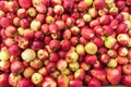 Apple harvest with red apples Royalty Free Stock Photo