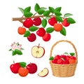 Apple harvest, red apples in basket, on branch, halved apple, red juicy fruits - vector illustration isolated on white