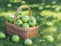 Apple harvest. Ripe green apples in the basket on the green grass Royalty Free Stock Photo