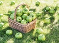 Apple harvest. Ripe green apples in the basket on the green grass Royalty Free Stock Photo