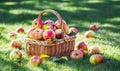 Apple harvest. Ripe red apples in the basket.