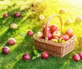 Apple harvest. Ripe red apples in the basket on the green grass Royalty Free Stock Photo