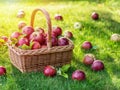 Apple harvest. Ripe red apples in the basket on the green grass. Royalty Free Stock Photo