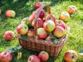 Apple harvest. Ripe red apples in the basket on the green grass