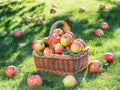 Apple harvest. Ripe red apples in the basket on the green grass Royalty Free Stock Photo