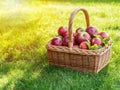 Apple harvest. Ripe red apples in the basket on the green grass Royalty Free Stock Photo