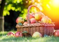 Apple harvest. Ripe red apples in the basket on the green grass Royalty Free Stock Photo