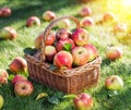 Apple harvest. Ripe red apples in the basket on the green grass Royalty Free Stock Photo