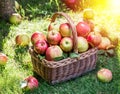 Apple harvest. Ripe red apples in the basket on the green grass Royalty Free Stock Photo