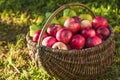 Apple harvest. Ripe red apples in the basket on the green grass. Apple harvest. Ripe red apples Royalty Free Stock Photo