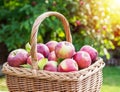 Apple harvest. Ripe red apples in the basket on the table Royalty Free Stock Photo