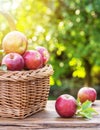 Apple harvest. Ripe red apples in the basket on the table Royalty Free Stock Photo