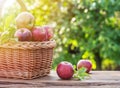 Apple harvest. Ripe red apples in the basket on the table