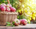 Apple harvest. Ripe red apples in the basket on the table Royalty Free Stock Photo