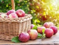 Apple harvest. Ripe red apples in the basket on the table Royalty Free Stock Photo