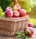 Apple harvest. Ripe red apples in the basket on the table Royalty Free Stock Photo