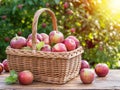 Apple harvest. Ripe red apples in the basket on the table