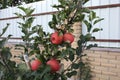 Young apple tree with red apples.