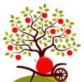 Apple harvest