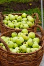 Apple harvest. Two wicker baskets with green apples in orchard Royalty Free Stock Photo