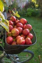 Apple harvesting in the garden. fresh picked red apples in a bicycle basket Royalty Free Stock Photo