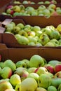 Apple harvesting, many windfall fruits collected in cardboard bo