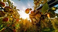 An apple harvesting robot working among apple trees at sunset. AI generative image