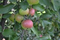 Apple. Home garden. House, field, farm, village