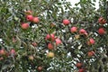 Apple. Home garden. House, field, farm, village Royalty Free Stock Photo
