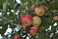 Apple. Home garden. House, field, farm, village Royalty Free Stock Photo