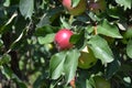 Apple. Home garden. House, field, farm, village Royalty Free Stock Photo