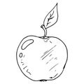 Apple icon. Vector illustration of an apple. Hand drawn apple doodle Royalty Free Stock Photo