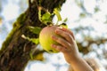 Apple kid hand Royalty Free Stock Photo