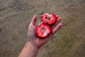 apple, is a kind of apple native to certain parts of China,