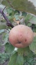 Apple kozara fruit on branches apple tree in orchard organiv